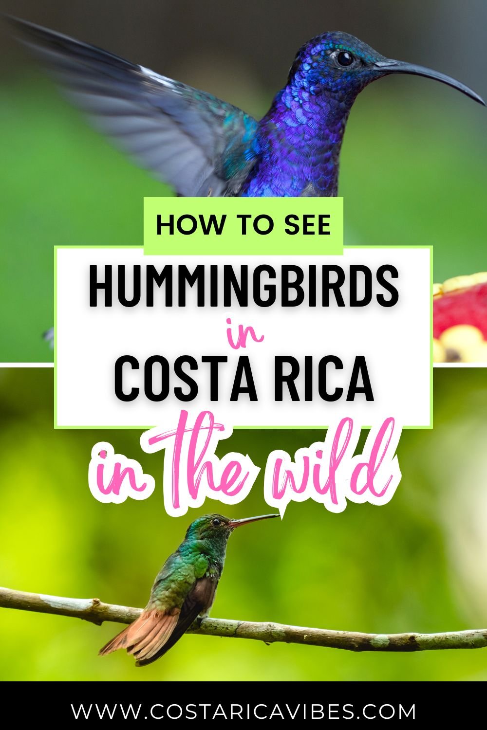 Hummingbirds in Costa Rica: 6 Species and How to Spot Them