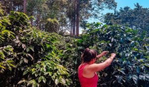 volunteer costa rica coffee picking
