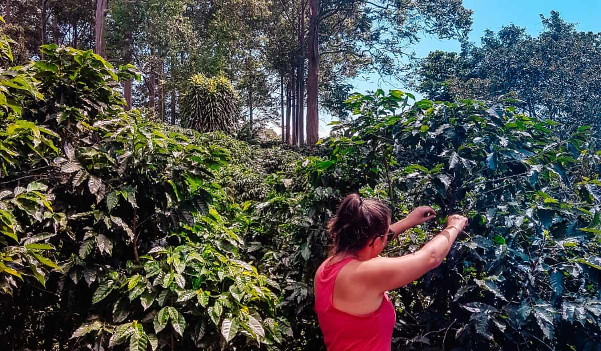 volunteer costa rica coffee picking