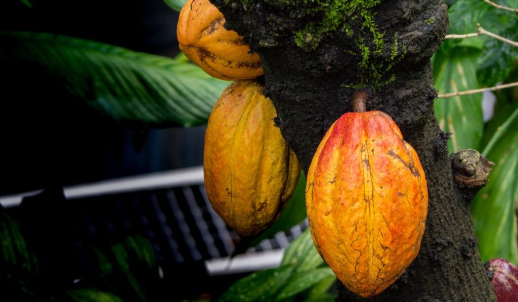 Costa Rica Chocolate Tours - A Fun Activity for All Ages
