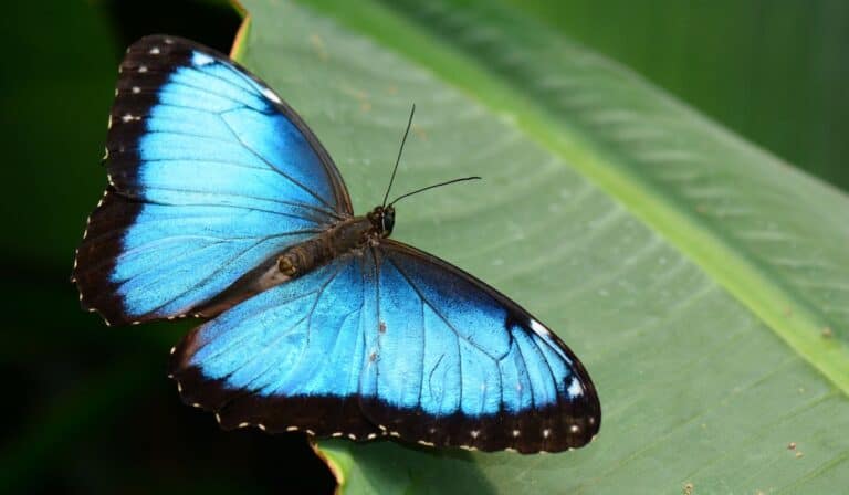 blue morpho