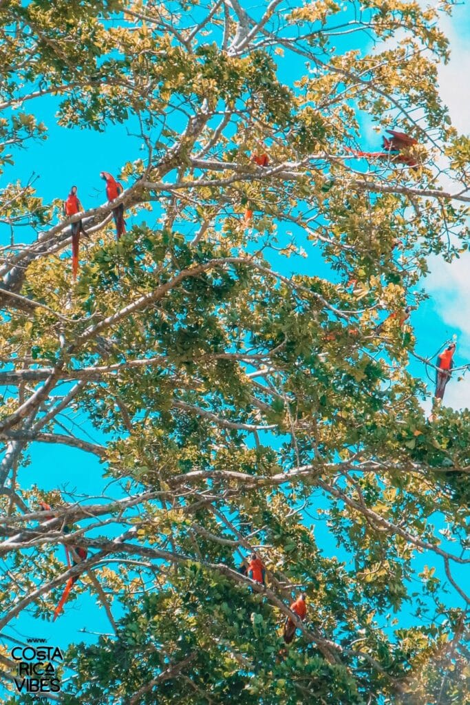jaco costa rica parrots