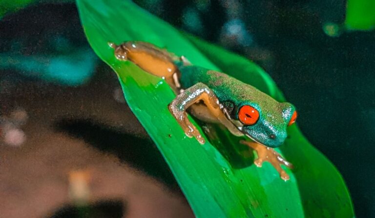 monteverde night tour frog