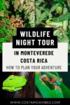 Monteverde Night Tour: The 5 Best Wildlife Excursion Options