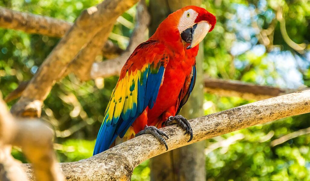 Parrots in Costa Rica: Types, Calls & Where to Spot Them