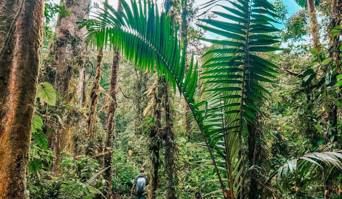 Lost Jungle has some stunning & vibrant environments! 🌴 🐍 What's