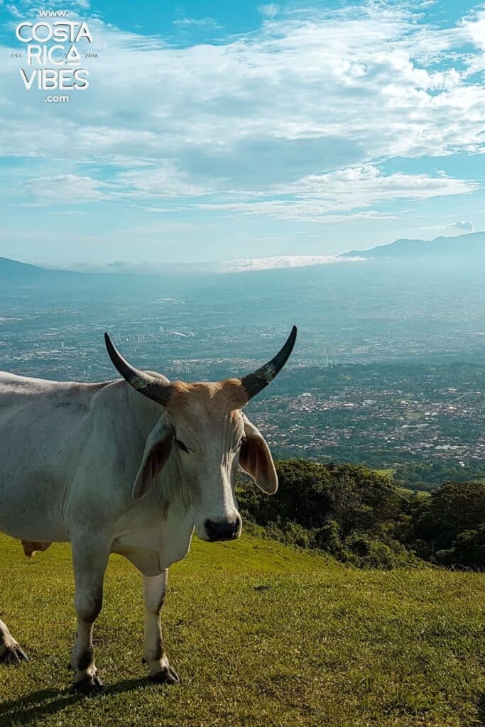 central valley Costa Rica view with cow