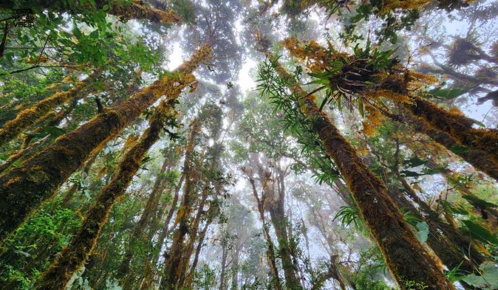 Parque Nacional Los Quetzales: Complete Guide to Visiting