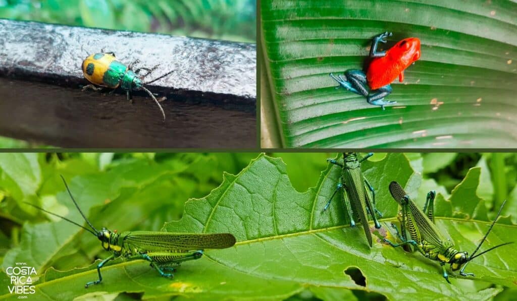 rio celeste wildlife