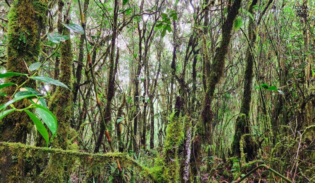quetzal national park