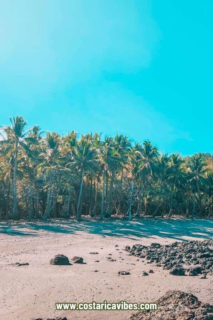 Palm trees at Playa Cabuya
