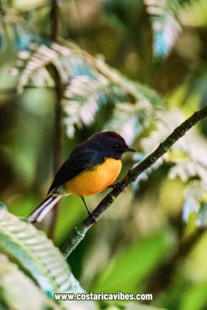 yellow and black bird in Monteverde cloud forest preserve