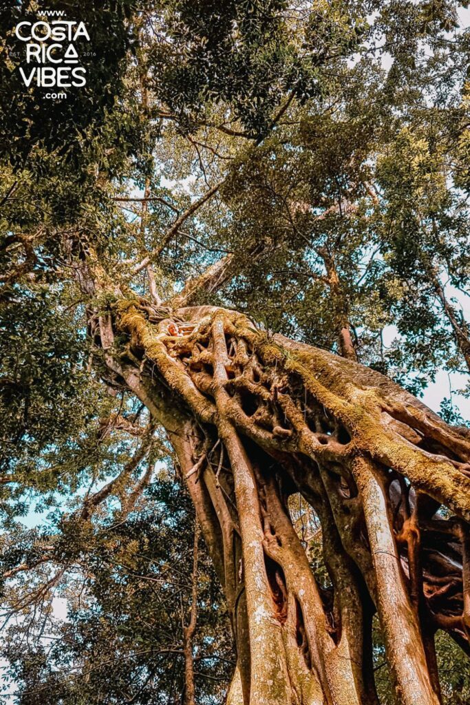 monteverde costa rica ficus tree