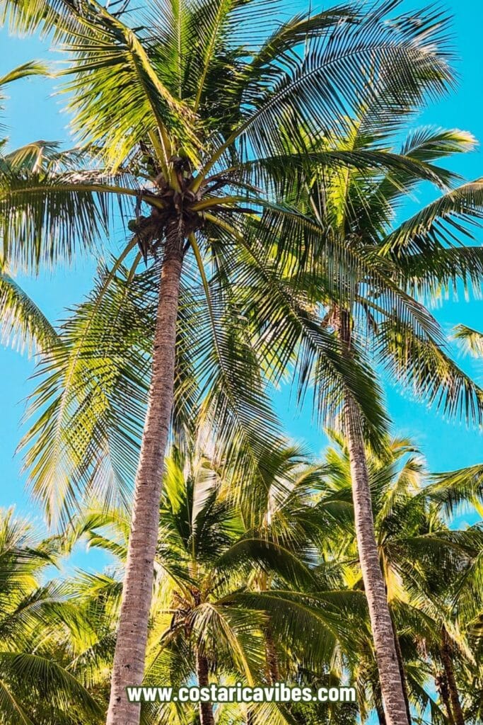 palm trees in Montezuma costa rica
