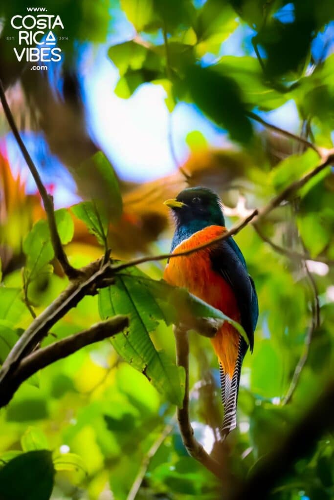 monteverde costa rica bird