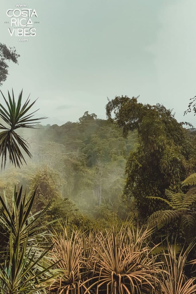 monteverde cloud forest