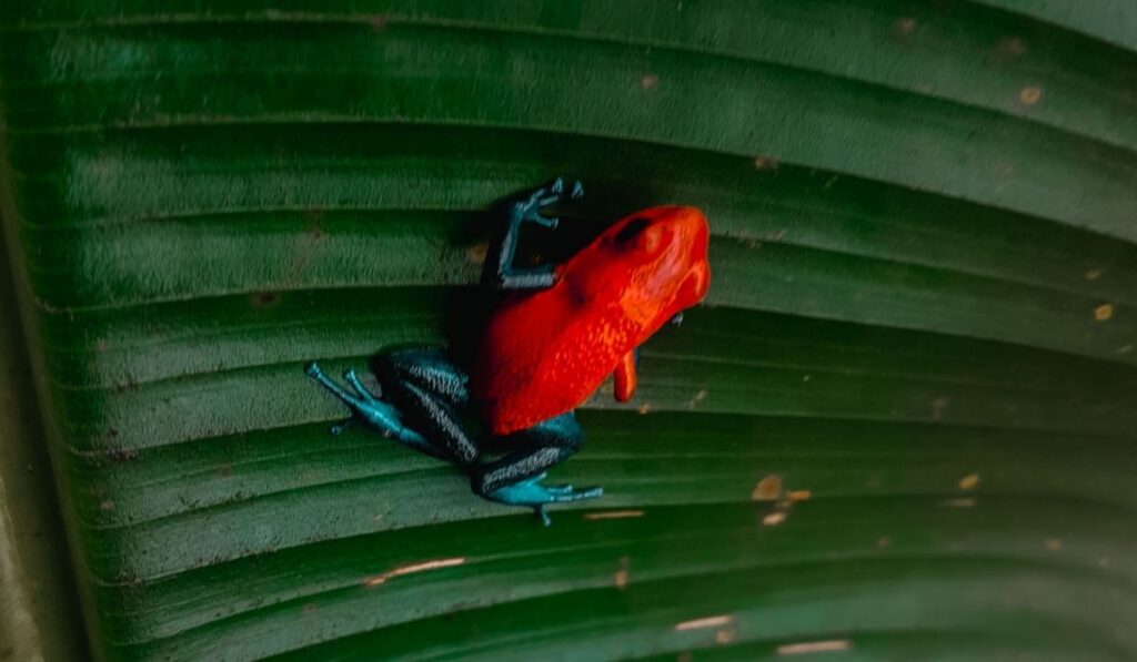 blue jeans frog in Monteverde