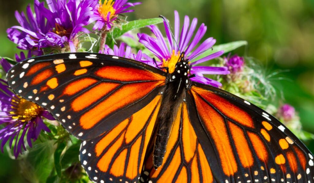 Butterflies in Costa Rica - The Best Places to See Them