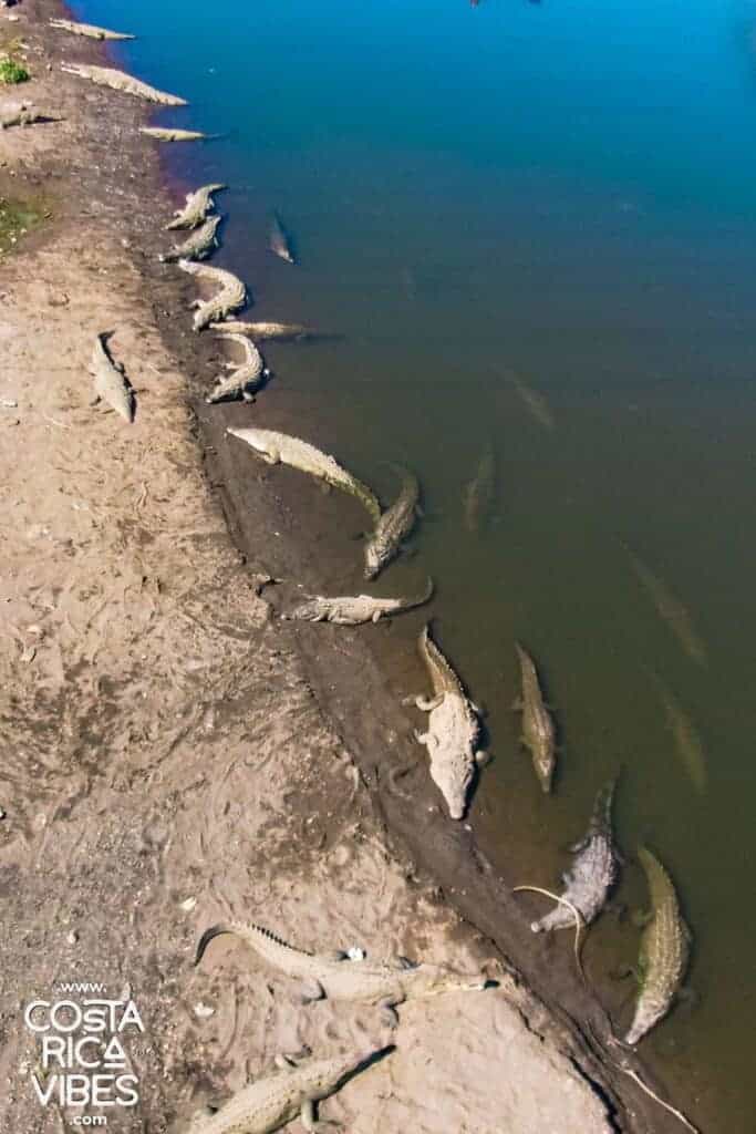 multiple crocodiles at Rio Tarcoles in Costa Rica in the sun