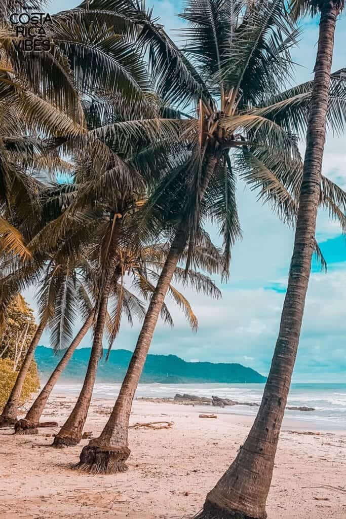 santa teresa palm trees costa rica