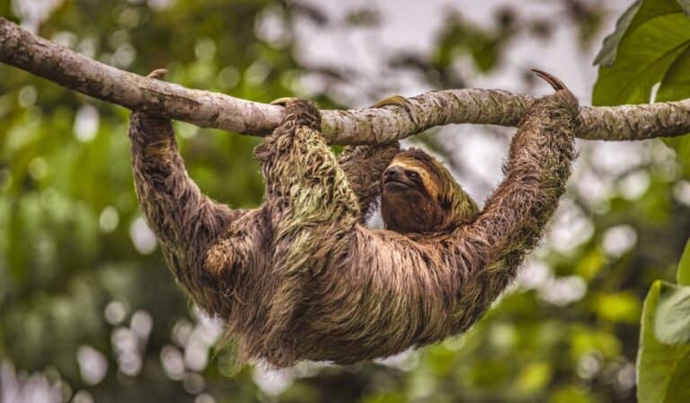 sloth costa rica