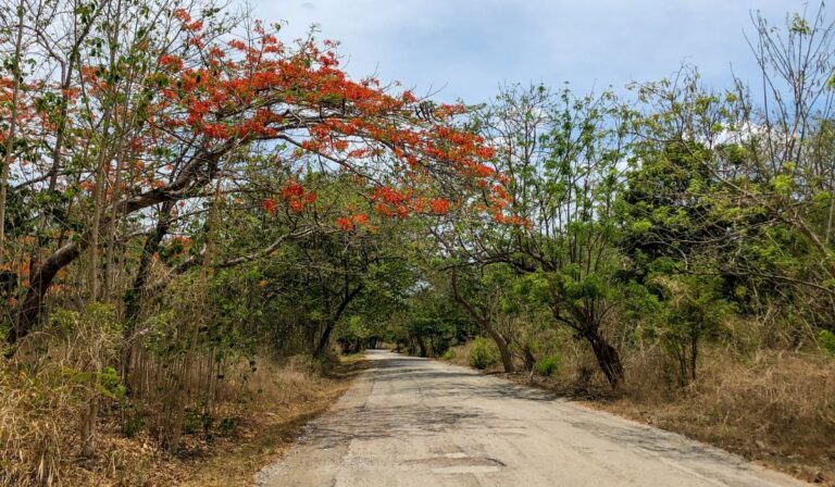 tamarindo road