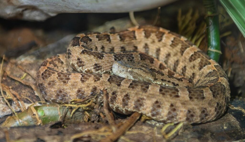 bushmaster snake