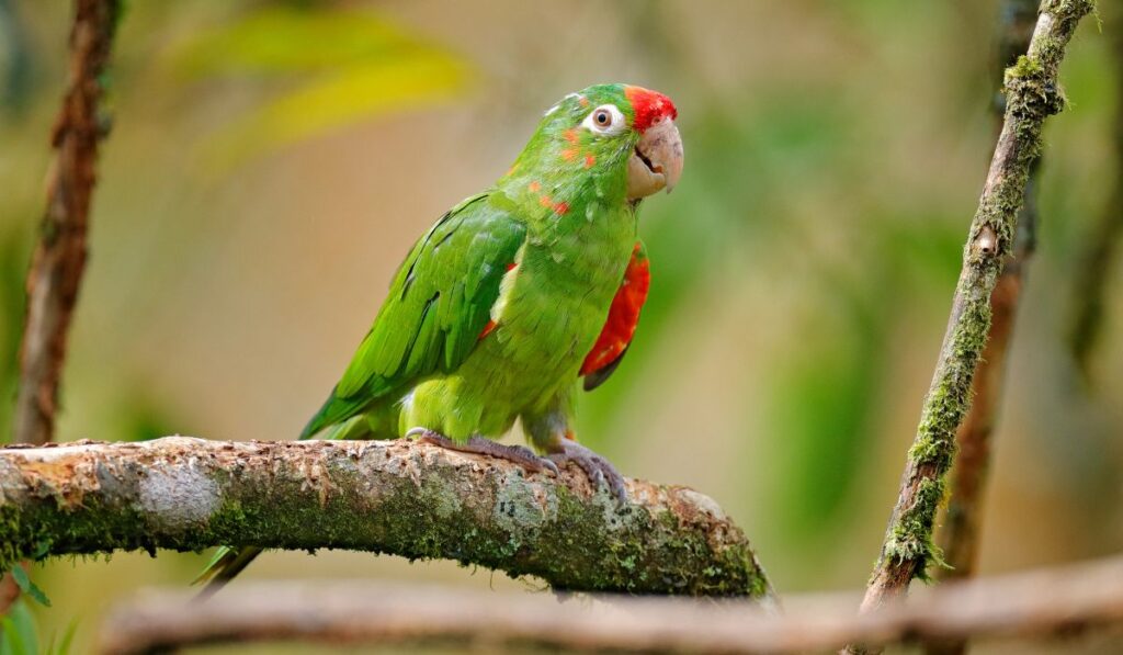 Parrots in Costa Rica: Types, Calls & Where to Spot Them