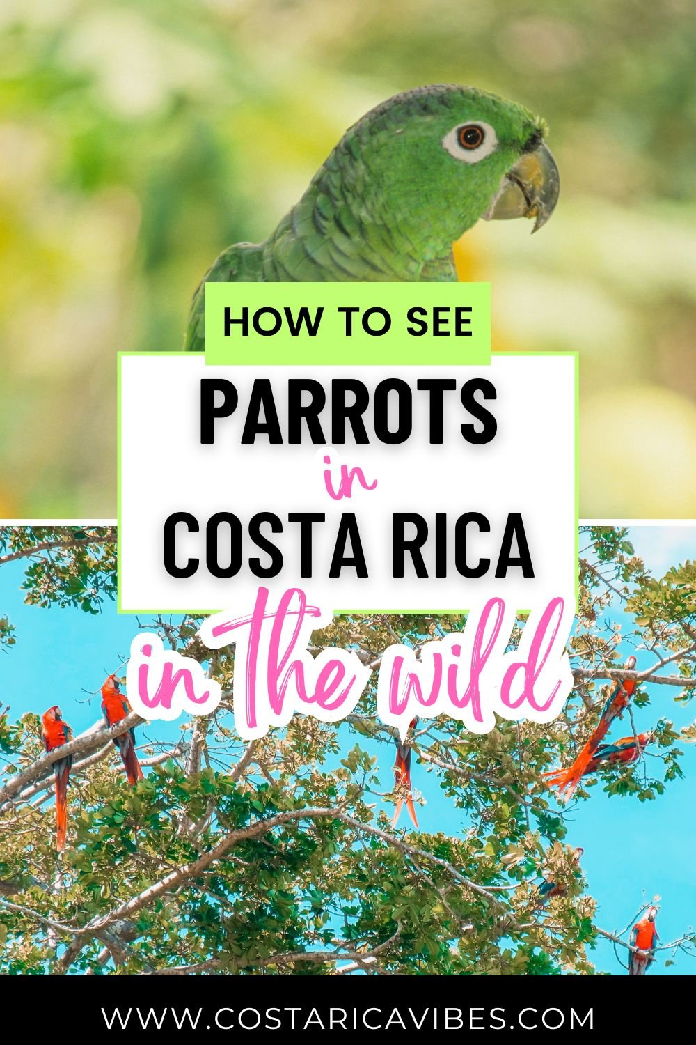 Parrots in Costa Rica: Types, Calls & Where to Spot Them