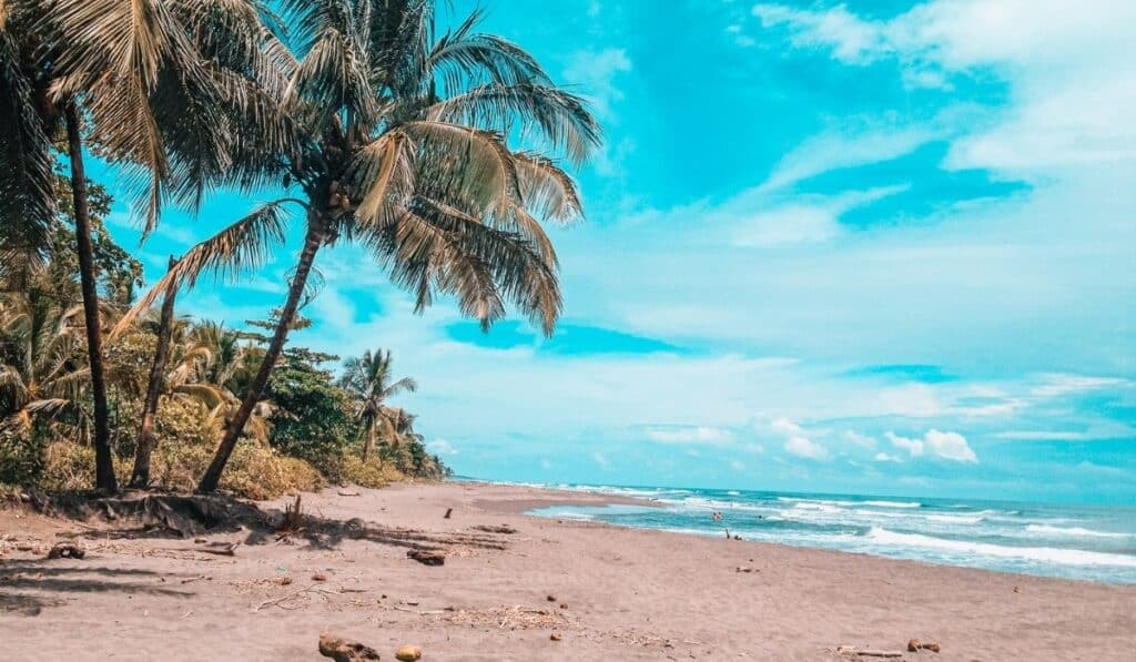 tortuguero beach with two palm trees and blue sky