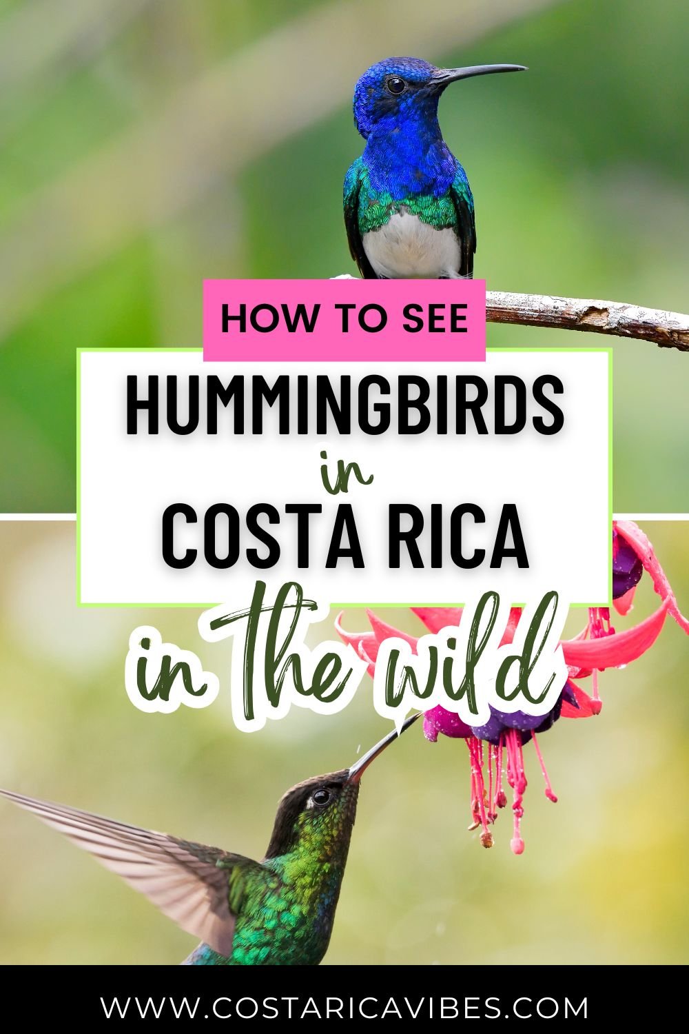 Hummingbirds in Costa Rica: 6 Species and How to Spot Them