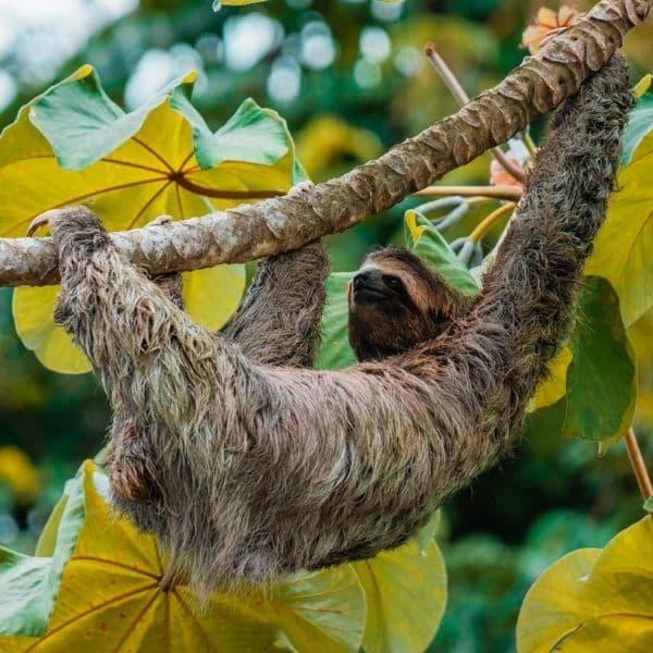 sloth manuel antonio national park