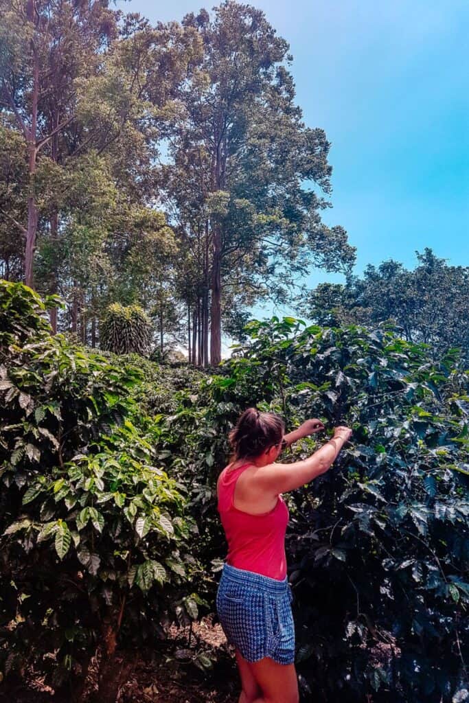 coffee picking alajuela