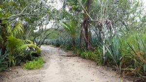 road to cabuya cemetery in Costa Rica