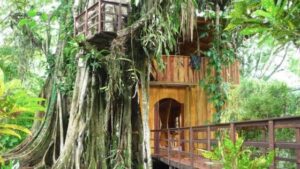 topos tree house in costa rica