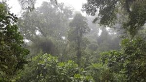 cloud forest in Monteverde