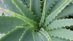 aloe vera in Costa Rica