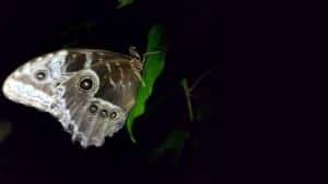 monteverde night walk - butterfly