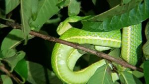 monteverde night walk - viper