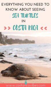 Did you know that you can see tons of sea turtles laying their eggs and babies going into the water in Costa Rica/ Find out how to experience this! #CostaRica #travel