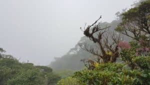 cloud forest Monteverde