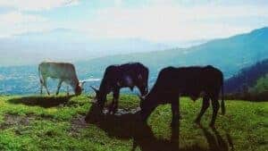 cows in costa rica