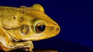 golden toad