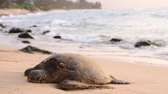 The Best Places to See Sea Turtles in Costa Rica