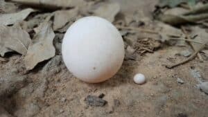 turtle egg