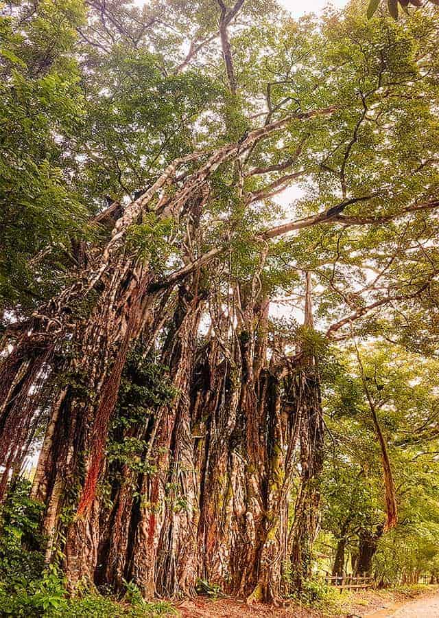 cabuya tree