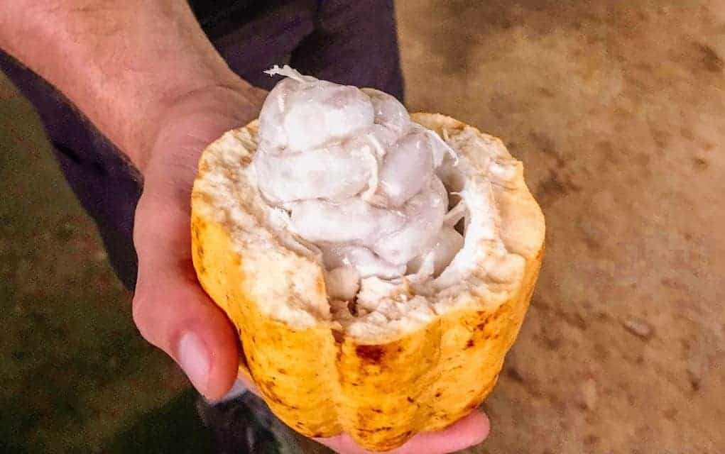 Crazy Costa Rica Fruit That You Need to Try