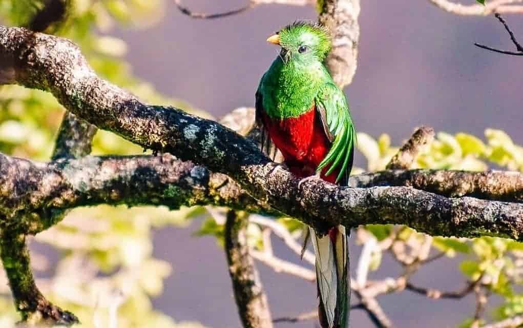 quetzal