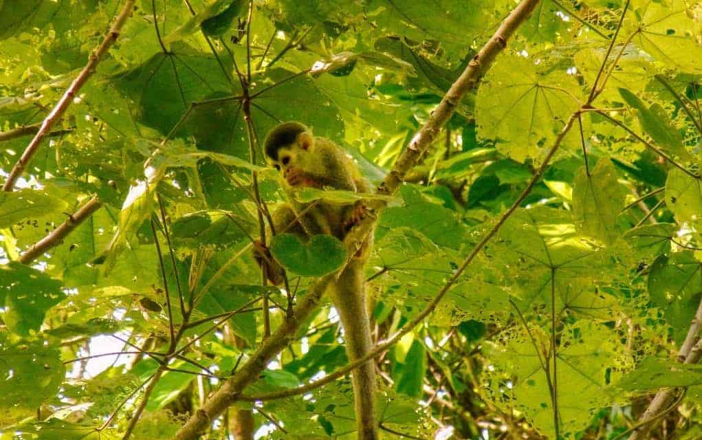 wildlife manuel antonio