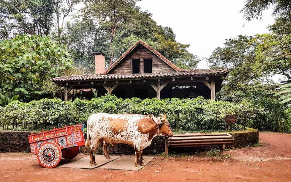 costa rica ox cart